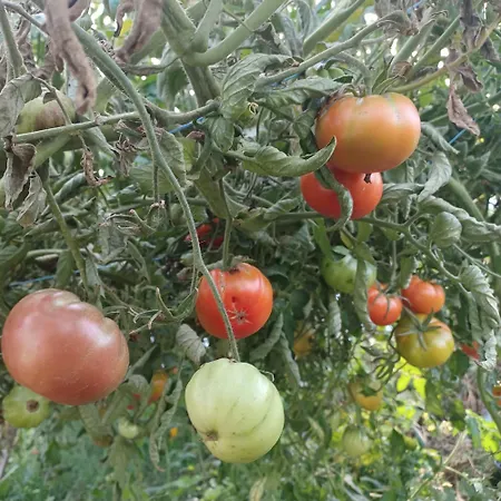 Dans Ferme Provencale Ongles