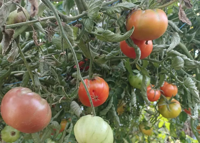 Dans Ferme Provencale Ongles