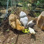 Dans Ferme Provencale 3* Ongles