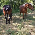Dans Ferme Provencale 3* Ongles