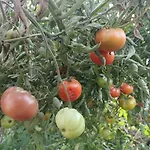Dans Ferme Provençale Ongles