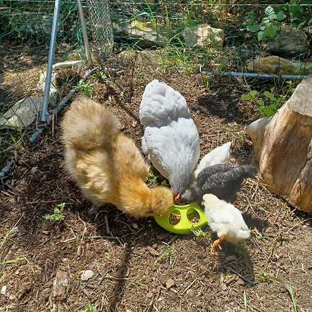 Dans Ferme Provençale 3* Ongles