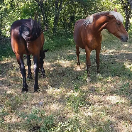 Dans Ferme Provencale 3* Ongles