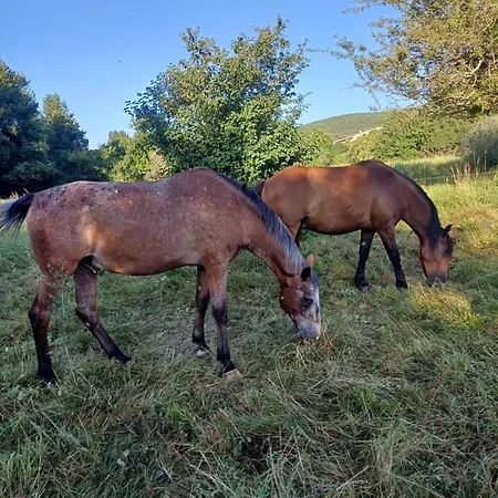 Bed and breakfast Dans Ferme Provencale
