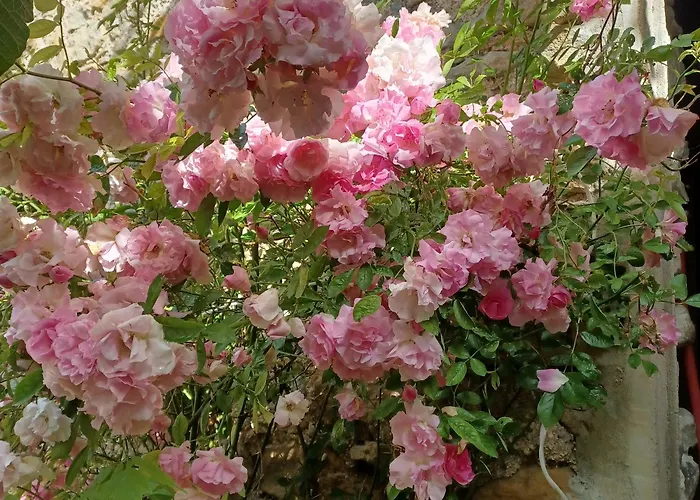 Dans Ferme Provencale Ongles