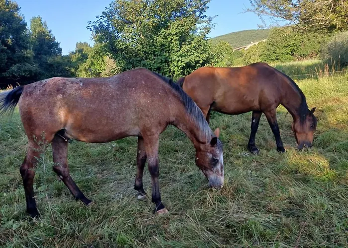Panzió Dans Ferme Provencale