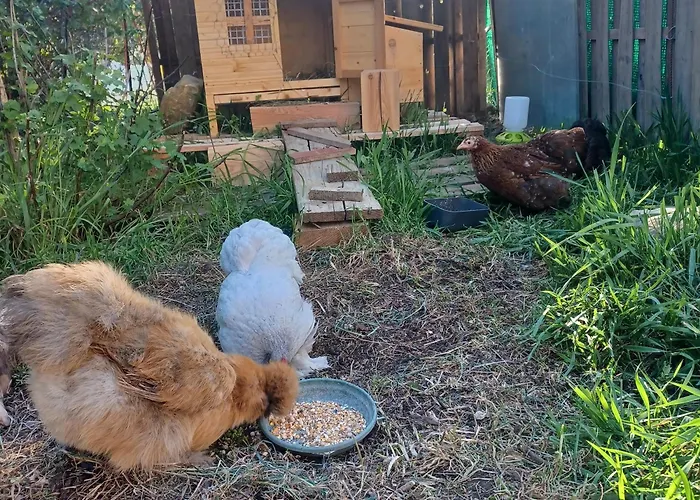 Dans Ferme Provencale